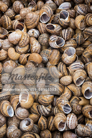 Lots of empty snail shells (full-frame)