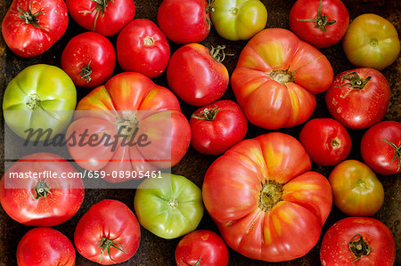 Various types of tomatoes (overhead view) Various types of tomatoes (overhead view)