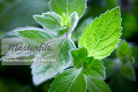 Fresh mint (close-up) Fresh mint (close-up)