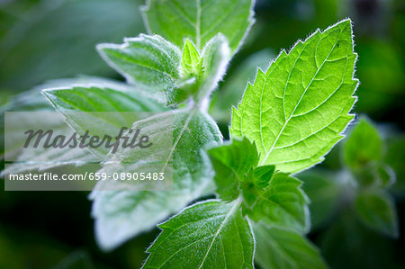 Fresh mint (close-up)