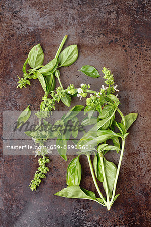 Sprigs of basil with flowers on a metal surface Sprigs of basil with flowers on a metal surface