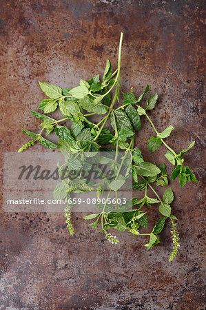 Fresh sprigs of mint on a metal surface