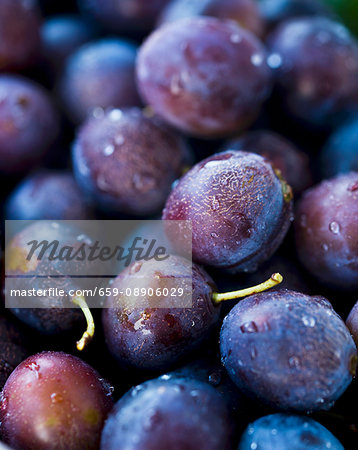 Fresh plums with droplets of water Fresh plums with droplets of water