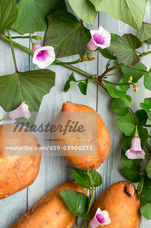 Sweet potatoes with leaves and flowers