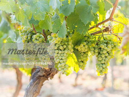 Green Albariño grapes on a vine in Galicia, Spain