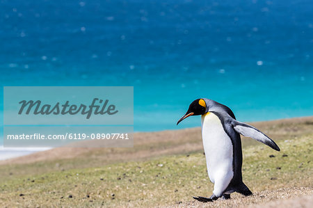 Adult king penguin (Aptenodytes patagonicus) on the grassy slopes of Saunders Island, Falkland Islands, South America Adult king penguin (Aptenodytes patagonicus) on the grassy slopes of Saunders Island, Falkland Islands, South America