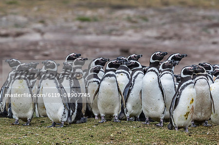 Magellanic penguin (Spheniscus magellanicus) breeding colony on Carcass Island, Falkland Islands, South America