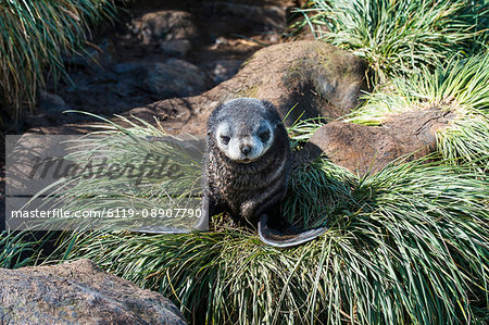 Young Antarctic fur seal (Arctocephalus gazella), Prion Island, South Georgia, Antarctica, Polar Regions