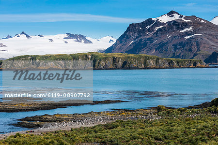 Gentoo penguin (Pygoscelis papua) colony, Prion Island, South Georgia, Antarctica, Polar Regions Gentoo penguin (Pygoscelis papua) colony, Prion Island, South Georgia, Antarctica, Polar Regions