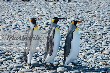 King penguins (Aptenodytes patagonicus), Salisbury Plain, South Georgia, Antarctica, Polar Regions