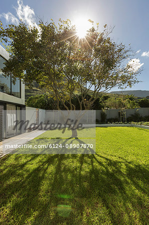 Tranquil sunshine behind tree casting shadow in grass