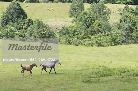 Horses running on pastureland Horses running on pastureland
