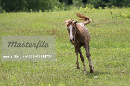 Running horse in pastureland Running horse in pastureland