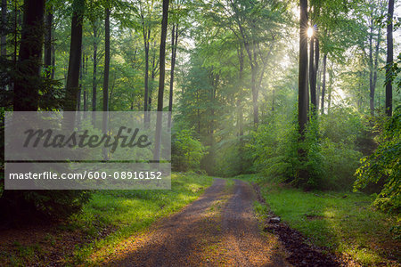 Sun shining through trees onto a pathway in a spring, beech tree forest at Weibersbrunn in the Spessart Mountains, Bavaria, Germany Sun shining through trees onto a pathway in a spring, beech tree forest at Weibersbrunn in the Spessart Mountains, Bavaria, Germany