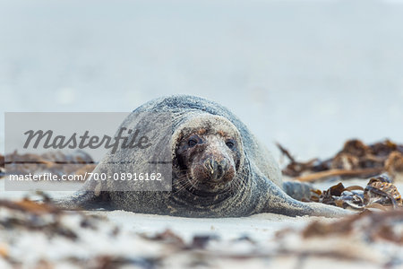 Portrait of male, grey seal (Halichoerus grypus) lying on beach and looking at camera in Europe