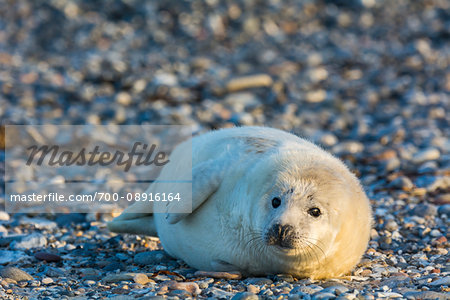 Sunlight shining on grey seal pup (Halichoerus grypus) lying on rocky beach in Europe