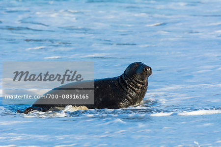 Male, grey seal (Halichoerus grypus) sitting in surf in the North Sea in Europe