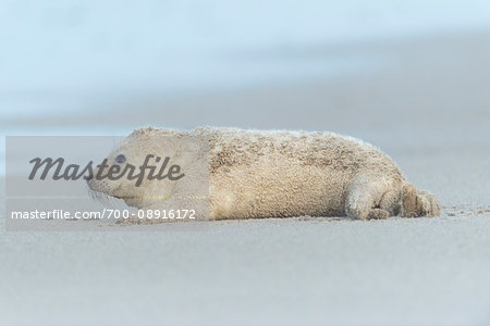Profile of a grey seal pup (Halichoerus grypus) lying on his side on the beach after a sandstorm, North Sea in Europe