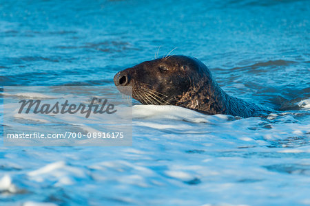 Close-up of a male, grey seal (Halichoerus grypus) swimming in surf in the North Sea in Europe