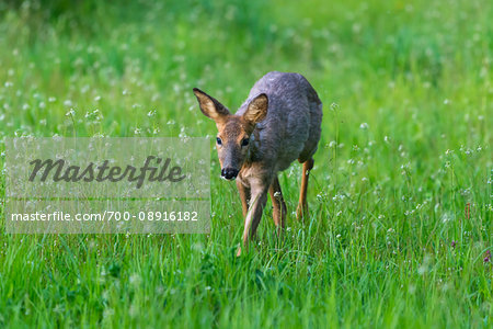 Roe deer (Capreolus capreolus) walking through field in spring, Germany