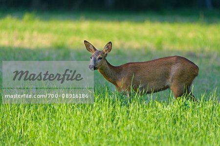 Roe deer (Capreolus capreolus) alert and standing in grassy field in the shade in summer, Germany Roe deer (Capreolus capreolus) alert and standing in grassy field in the shade in summer, Germany