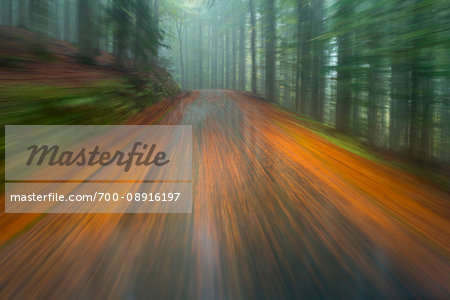 Blurred motion of driving on a wet paved road through the forest at dawn in autumn at Neuschoenau in Bavaria, Germany