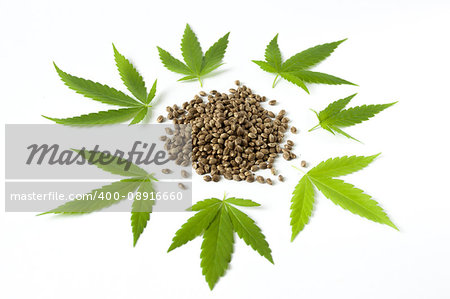 raw cannabis marijuana seed and leaves