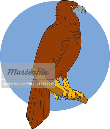 Drawing sketch style illustration of an Australian wedge-tailed eagle or bunjil Aquila audax, sometimes known as the eaglehawk, the largest bird of prey in Australia perced on a branch viewed from the side set inside circle.