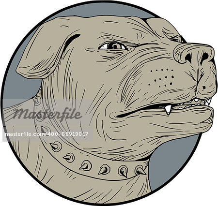 Drawing sketch style illustration of an angry Rottweiler Metzgerhund mastiff-dog guard dog head showing teeth set on isolated white background.