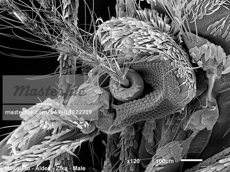 Mosquito head, SEM