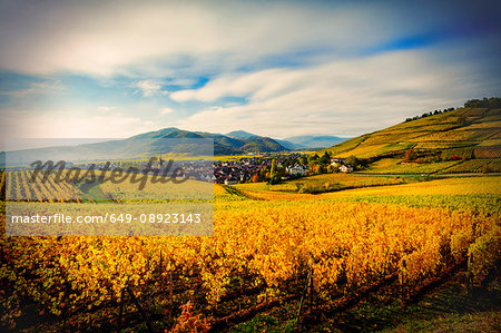 Field landscape with autumn coloured vines, Turckheim, Alsace, France