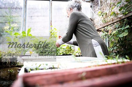 Mature female gardener tending plants in greenhouse