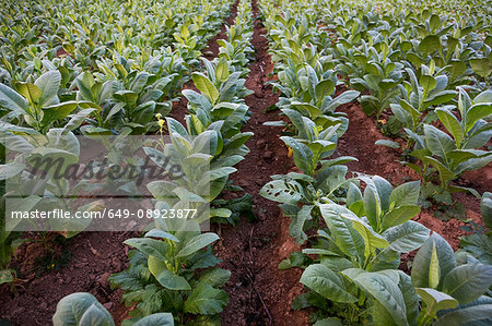 Rows of green coloured crop in field, Vinales, Cuba