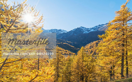 Larch forest in Swiss Alps, Simply Pass, Valais, Switzerland