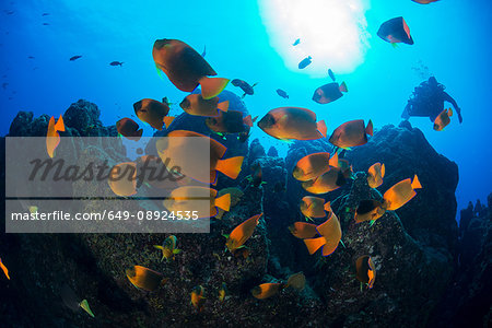 Scuba diver and angel fish (holacanthus clarionensis) around rocks, Socorro, Colima, Mexico