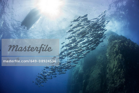 School of jacks around rocks, Roca Partida, Colima, Mexico School of jacks around rocks, Roca Partida, Colima, Mexico