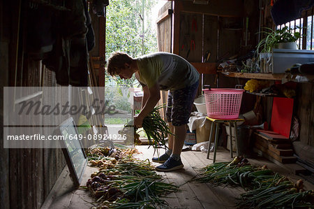 Young man sorting freshly picked onions in garden shed