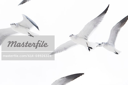 Low angle view of flock of seagulls flying