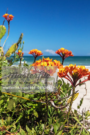 Close up of orange flowers by beach, Florianopolis, Santa Catarina, Brazil