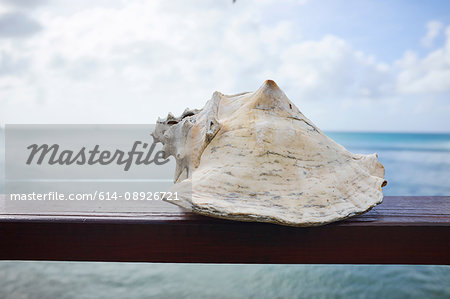 Conch shell, Saint Lucia, Caribbean