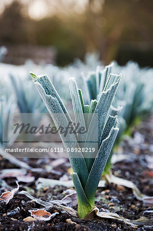 Close up of leeks growing in the garden in winter at Le Manoir aux Quat'Saisons, Oxfordshire.