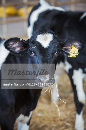 Two black and white cows in a cowshed, one with an ear tag,