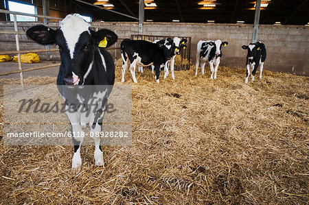 A small group of black and white cows in a barn,