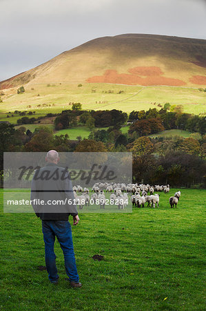 Sheep farmer, shepherd standing on a meadow watching a large flock of sheep, hills in the distance.