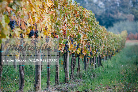 Grapes on the vines in a vineyard in autumn, ready for the annual harvest in the Tuscany region near Montepulciano.