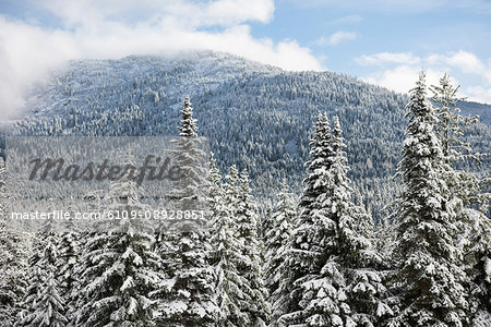 Snow covered trees and mountain forest in banff, alberta