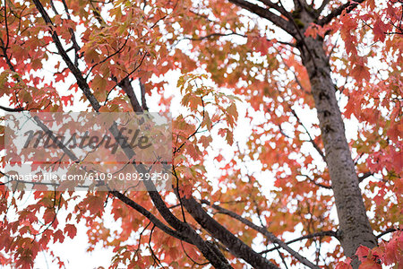 Close-up of maple tree in forest