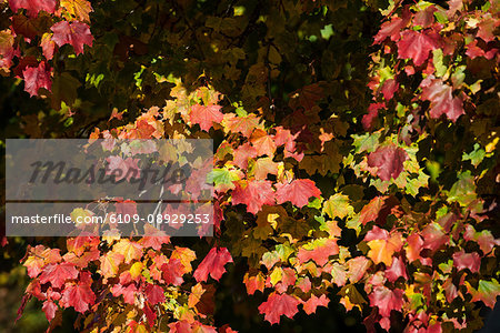 View of yellow and red maple leaves
