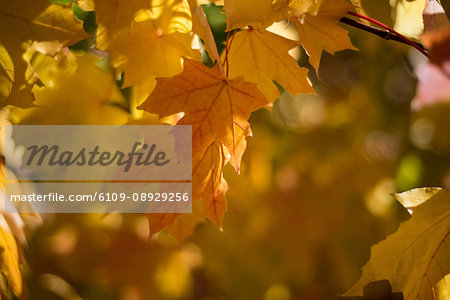 View of yellow maple leaves