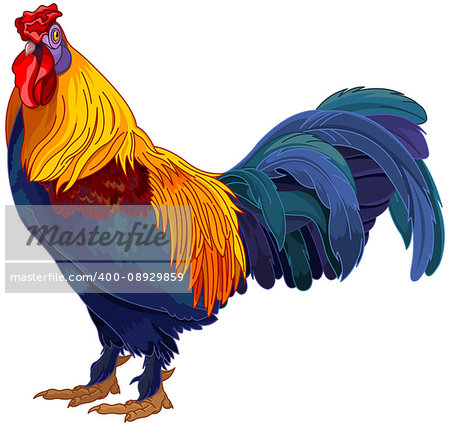 Realistic illustration of red rooster